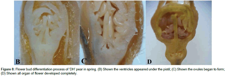 plant-physiology-ovules-began