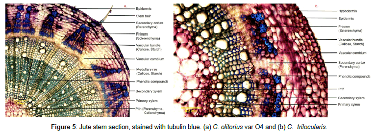plant-physiology-tubulin-blue
