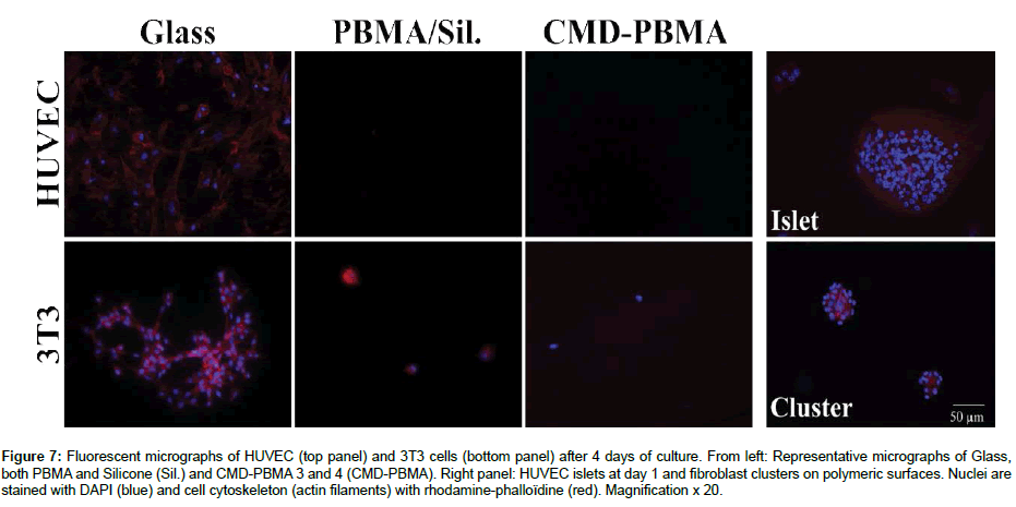 polymer-science-applications-Fluorescent-micrographs