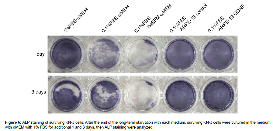 regenerative-medicine-ALP-staining