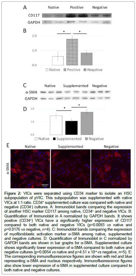 regenerative-medicine-Immunoblot-bands