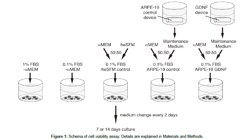 regenerative-medicine-cell-viability