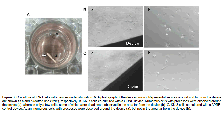 regenerative-medicine-dotted-line