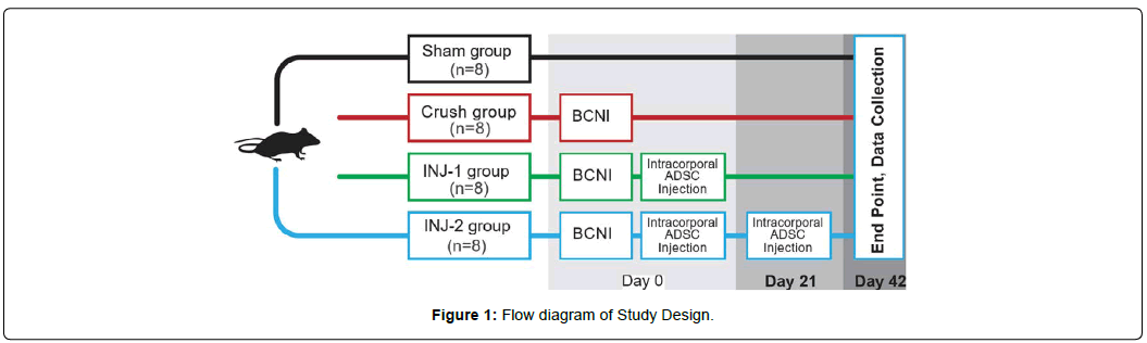 regenerative-medicine-flow-diagram