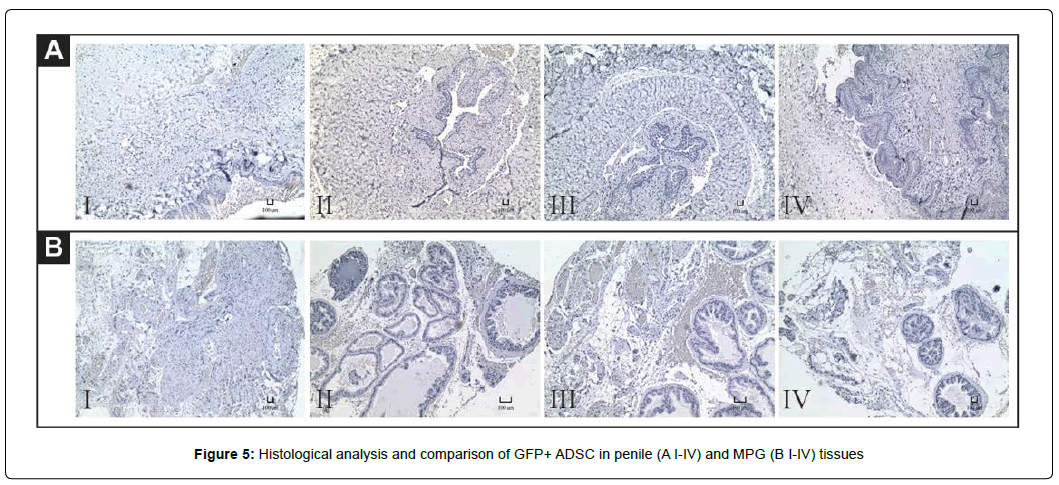 regenerative-medicine-histological-analysis