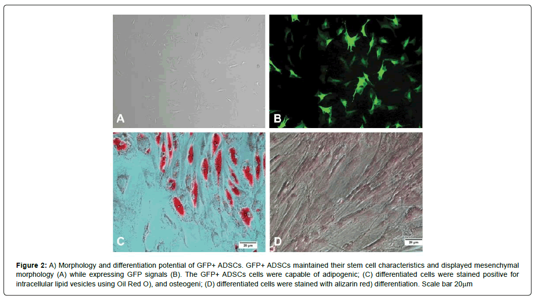 regenerative-medicine-mesenchymal-morphology