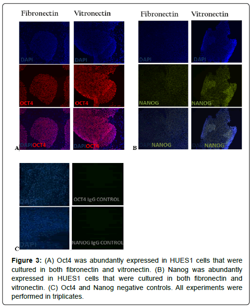 regenerative-medicine-negative-controls