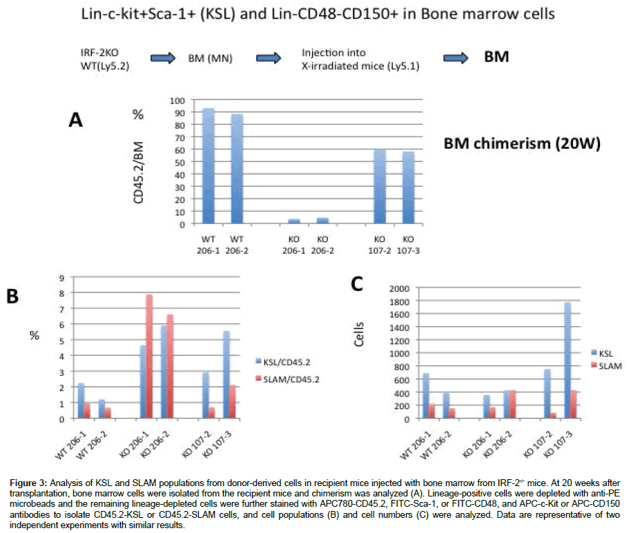 regenerative-medicine-recipient-mice