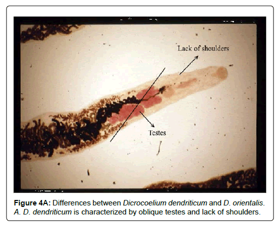 research-zoology-Dicrocoelium-dendriticum