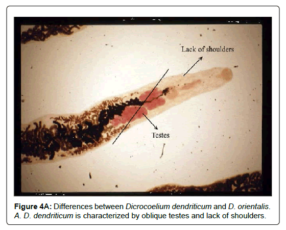 research-zoology-Dicrocoelium-dendriticum research-zoology-Dicrocoelium-dendriticum