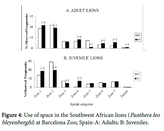 research-zoology-Panthera-leo-bleyenberghi