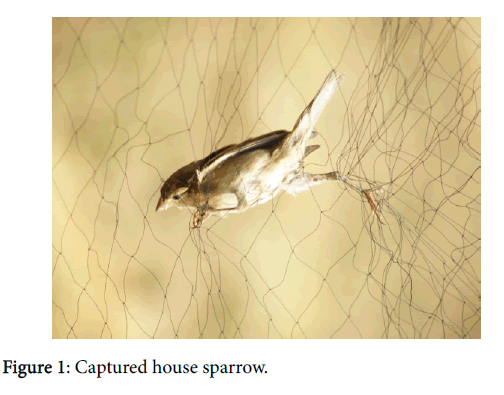 research-zoology-house-sparrow