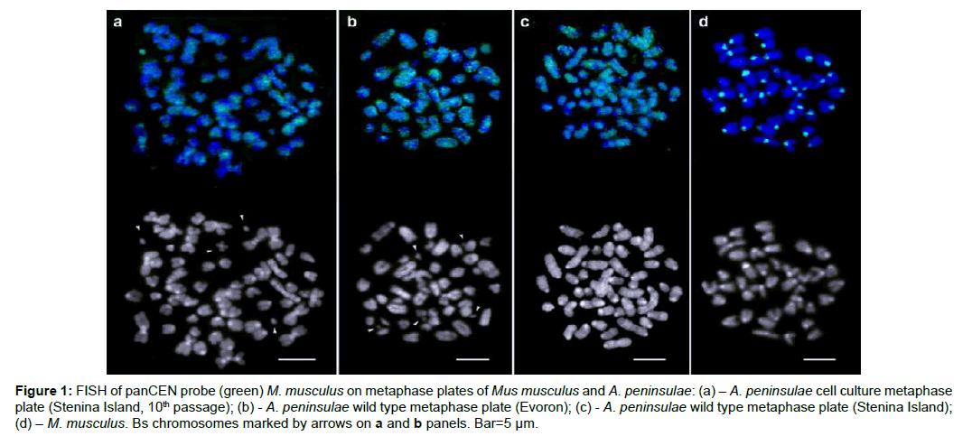 research-zoology-metaphase-plates