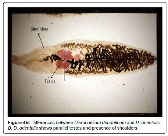 research-zoology-parallel-testes research-zoology-parallel-testes