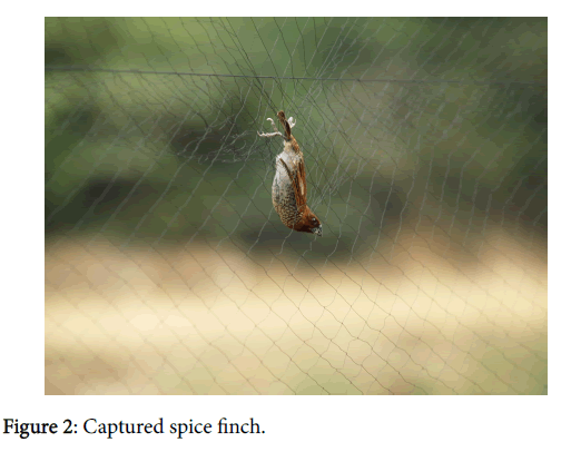 research-zoology-spice-finch