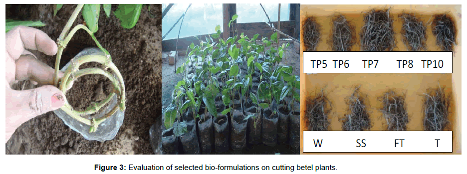 soil-science-plant-health-betel-plants