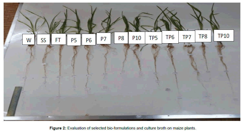 soil-science-plant-health-bio-formulations