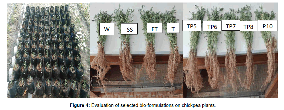 soil-science-plant-health-chickpea-plants