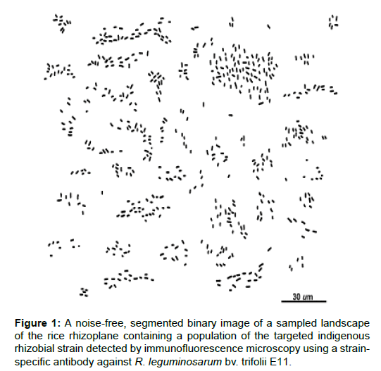 soil-science-plant-health-segmented-binary