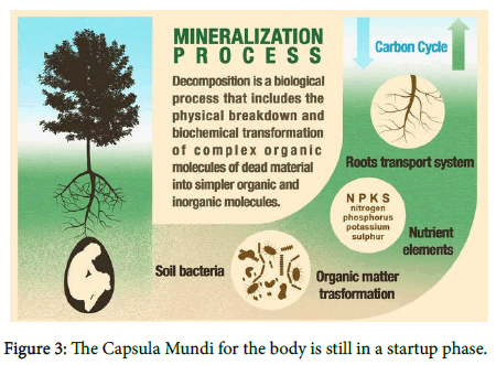 soil-science-plant-startup-phase