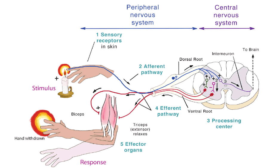 Stress Disorders Treatment Hands