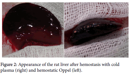 surgery-clinical-practice-rat-liver