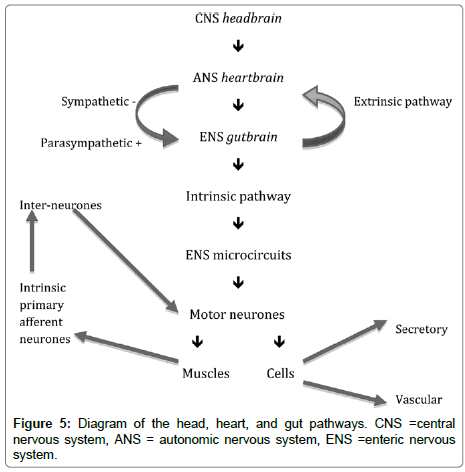 traumatic-stress-autonomic-nervous