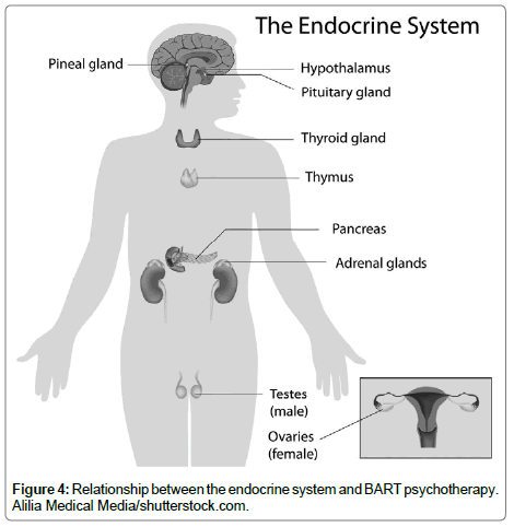 traumatic-stress-endocrine-system