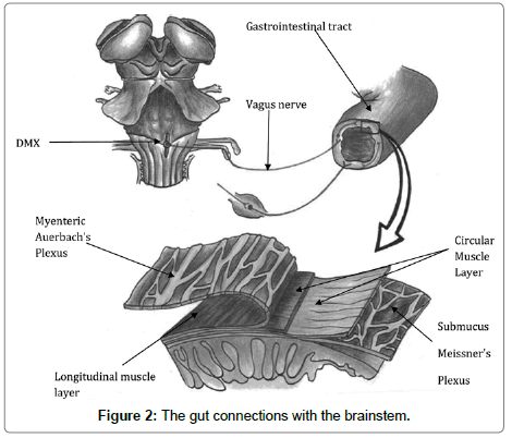 traumatic-stress-gut-connections