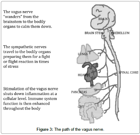 traumatic-stress-vagus-nerve