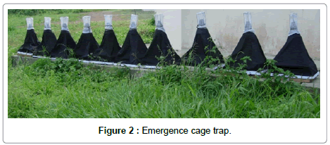 vector-biology-Emergence-cage