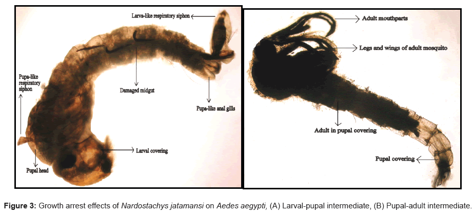 vector-biology-Growth-arrest