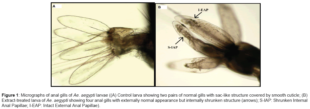 vector-biology-Micrographs