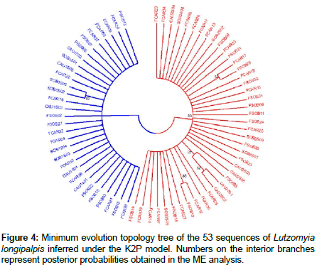 vector-biology-Minimum-evolution