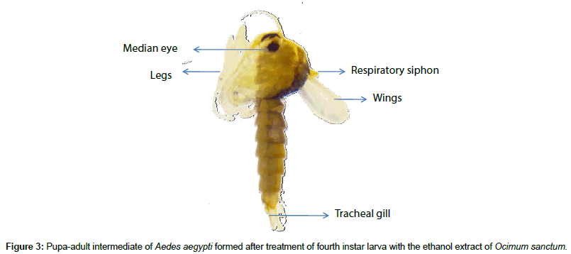 vector-biology-Pupa-adult
