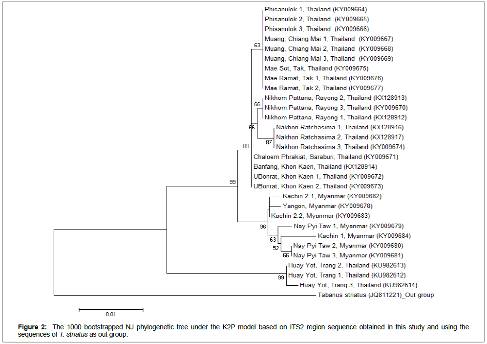 vector-biology-phylogenetic-tree