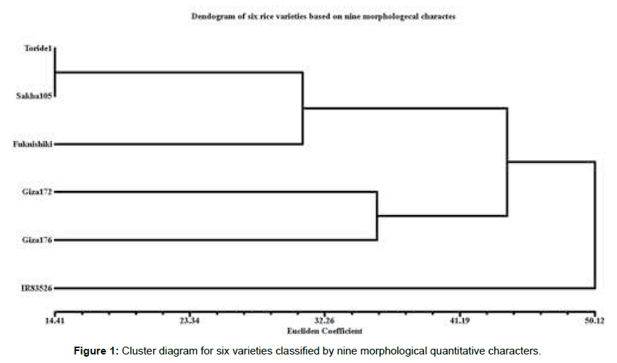 vegetos-morphological-quantitative-characters