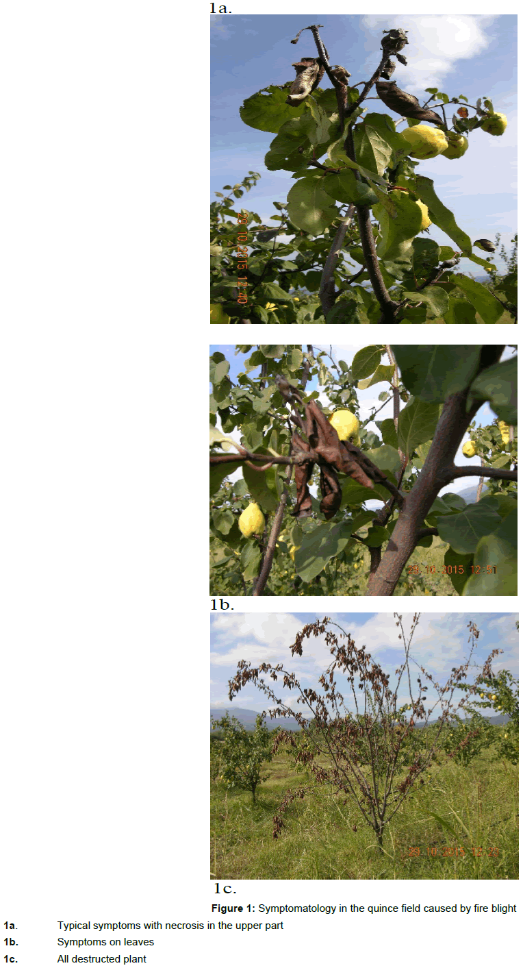 vegetos-quince-field-fire-blight