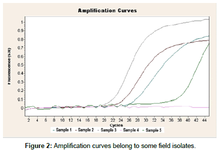 veterinary-science-Amplification-curves