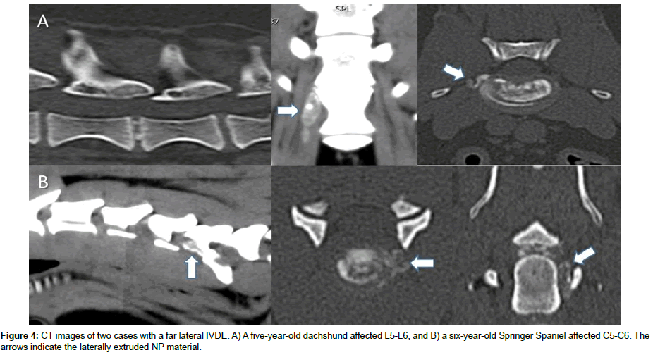 veterinary-science-CT-images