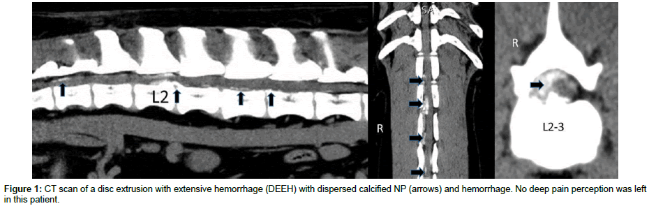 veterinary-science-CT-scan