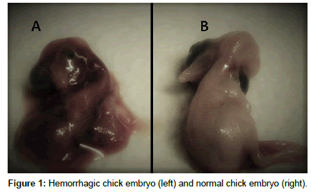 veterinary-science-Hemorrhagic-chick