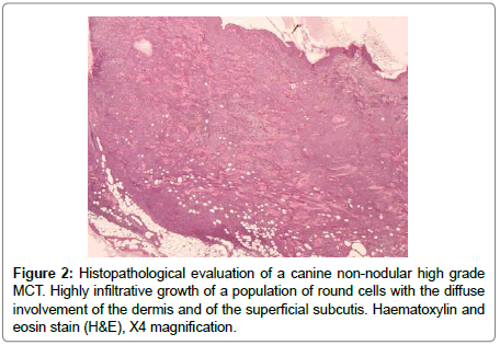 veterinary-science-Histopathological