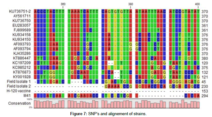 veterinary-science-SNP-alignement-strains