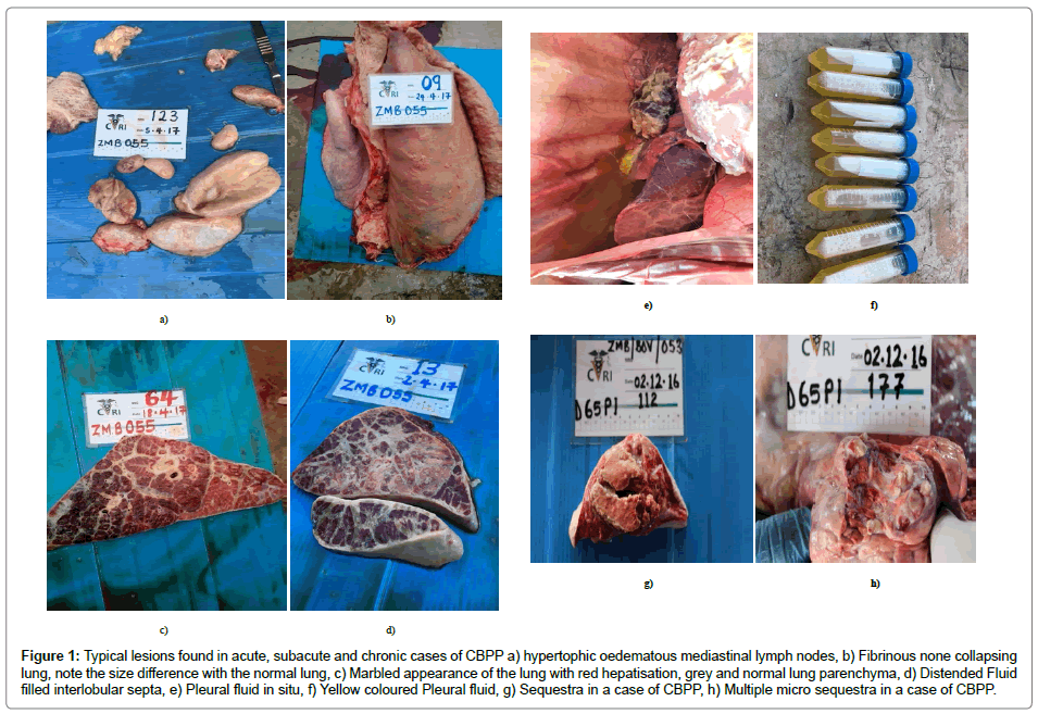 veterinary-science-Typical-lesions