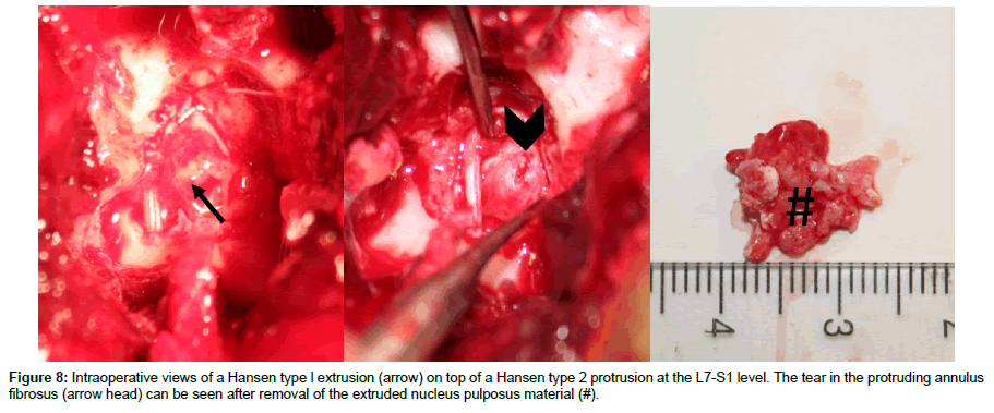 veterinary-science-arrow-head