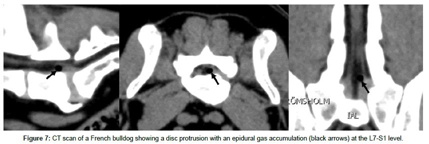 veterinary-science-disc-protrusion