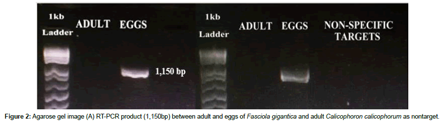 veterinary-science-gel-image