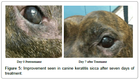 veterinary-science-keratitis-sicca