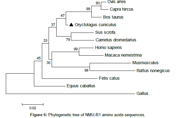 veterinary-science-medical-Phylogenetic-acids
